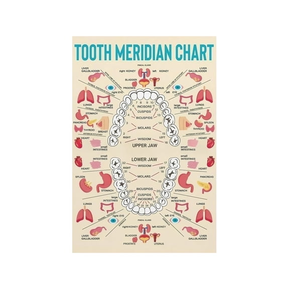 Holistic Dental Chart Poster Meridian Tooth Reference Guide for Oral Health Wall Chart Home Clinic Decor Alternative Medicine