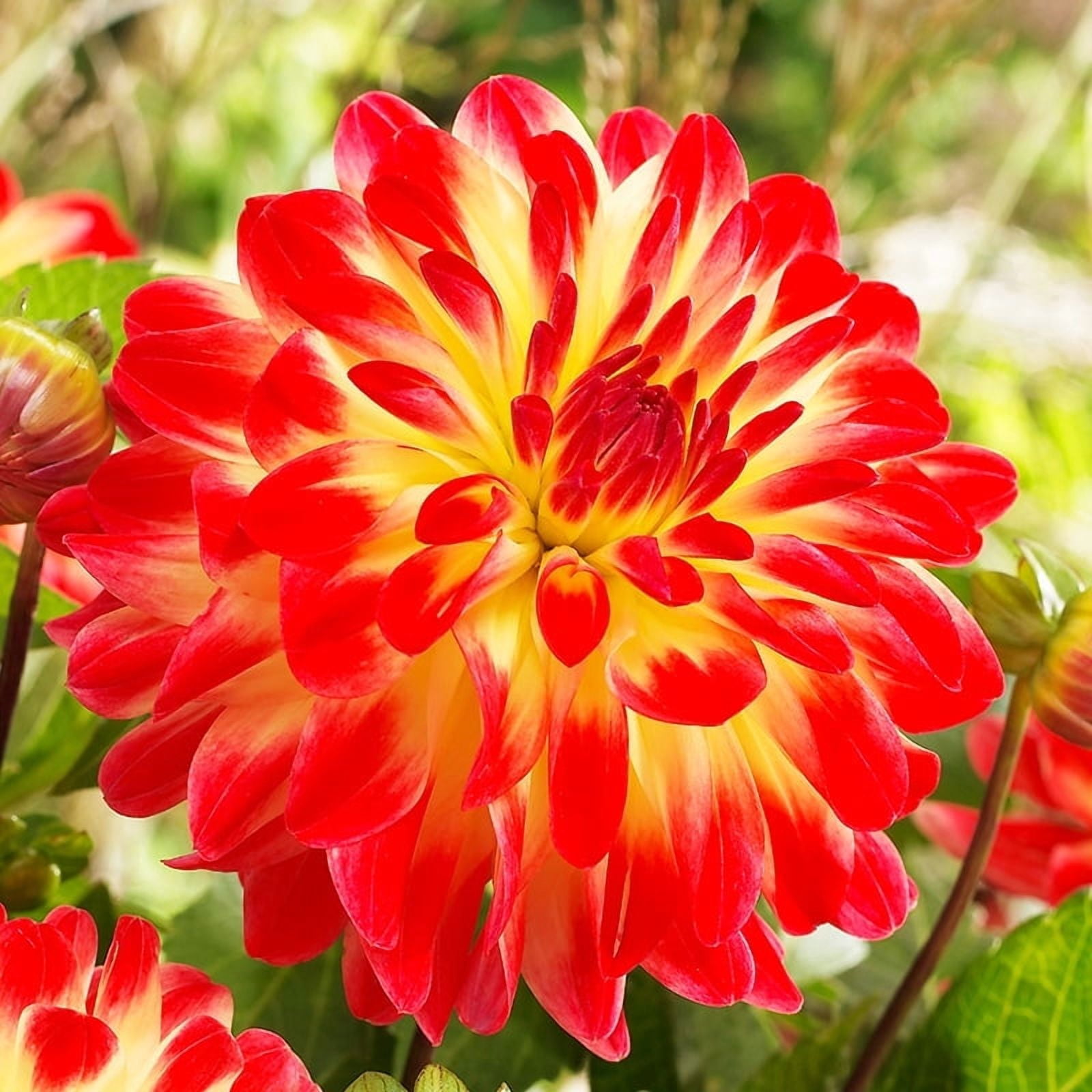 Icoon Dahlia Flower Bulbs - 3 Tubers per Pack - Deer Resistant - Good ...