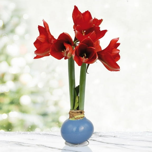 Holland Bulb Farms Blue Skies Waxed Amaryllis Plant Bulbs, No Water Needed
