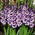 thumbnail image 1 of Vista Hybrid Gladiolus Flower Bulbs - 10 Bulbs per Pack - Attracts Butterflies and Hummingbirds - Deer Resistant - Good as Cut Flowers - Grows Well in Containers - Live Garden, 1 of 4