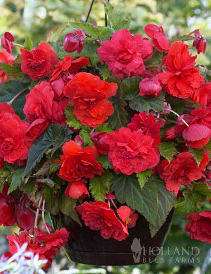 Holland Bulb Farms Red Glory Hanging Basket Begonia