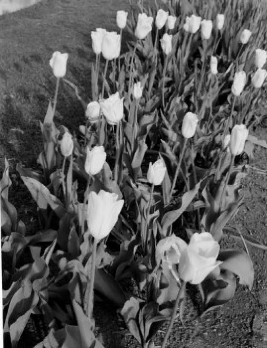 Holland tulips Canvas Art -  (24 x 36)