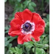 Hollandia Anemone de Caen - 25 bulbs