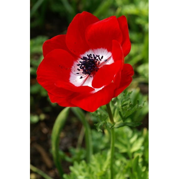Hollandia Poppy Anemone - 15 Bulbs - 8/+ cm - Windflowers