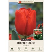 Hollandia Triumph Tulip 7 Bulbs - 12/+ cm Bulbs - Best Red