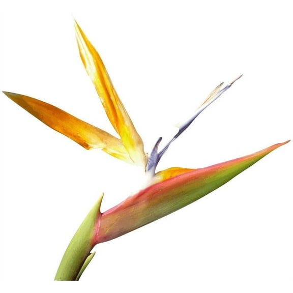 Hollis "Bird of Paradise" Wall Decal Cutout