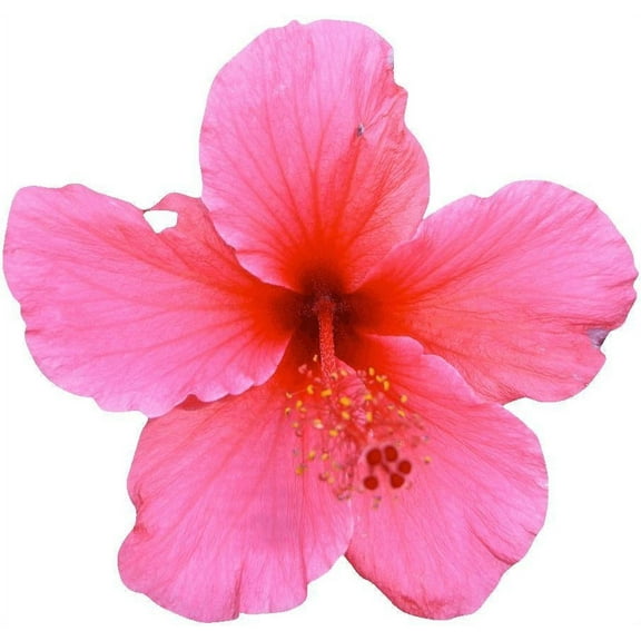 Hollis Pink Hibiscus Wall Decal Cutout