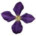 thumbnail image 1 of Hollis Purple Clematis Wall Decal Cutout, 1 of 2