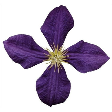 Hollis Purple Clematis Wall Decal Cutout