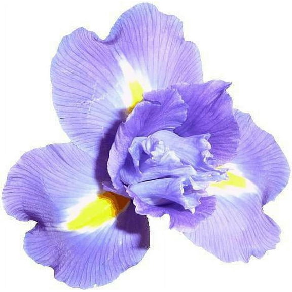 Hollis Purple Iris Wall Decal Cutout
