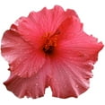 thumbnail image 1 of Hollis Red Hibiscus Wall Decal Cutout, 1 of 2