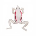 thumbnail image 1 of Hollow Body Frog Topwater Fishing Lure, Weedless Soft Bait with Swimming Legs and Double Hooks for Bass Pike, White Red, 2.56 Inch, 1 of 4