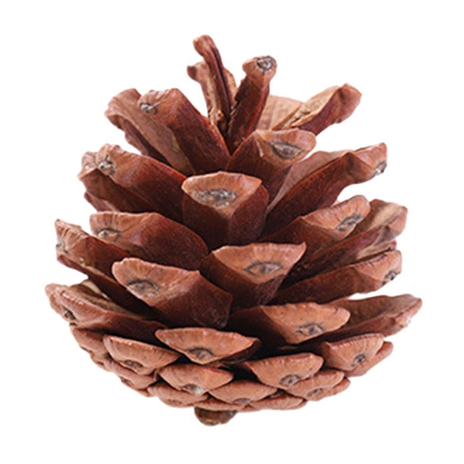 Holloyiver Pine Cones Decorations, Natural Pine Cones Bulk Package