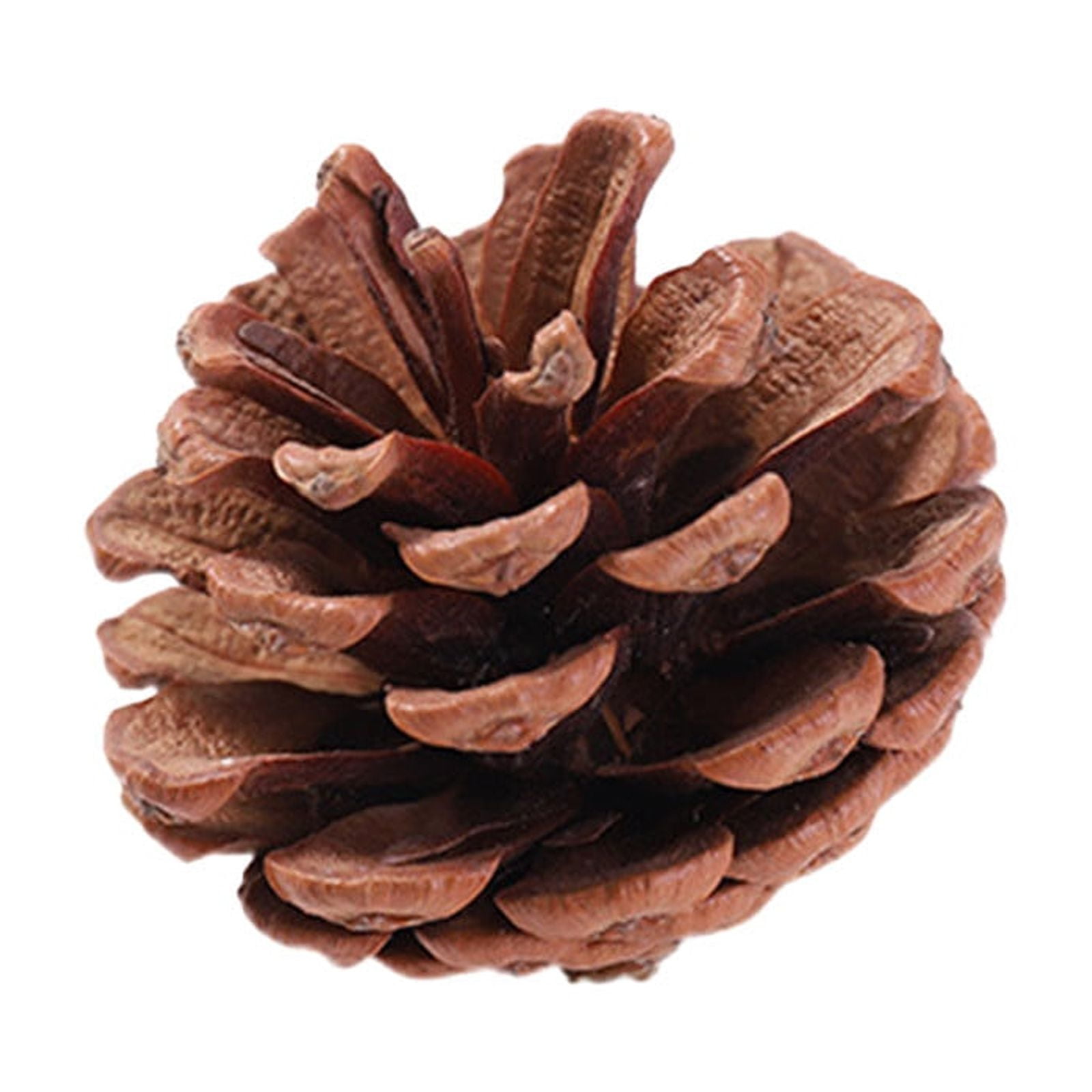Holloyiver Pine Cones Decorations, Natural Pine Cones Bulk Package