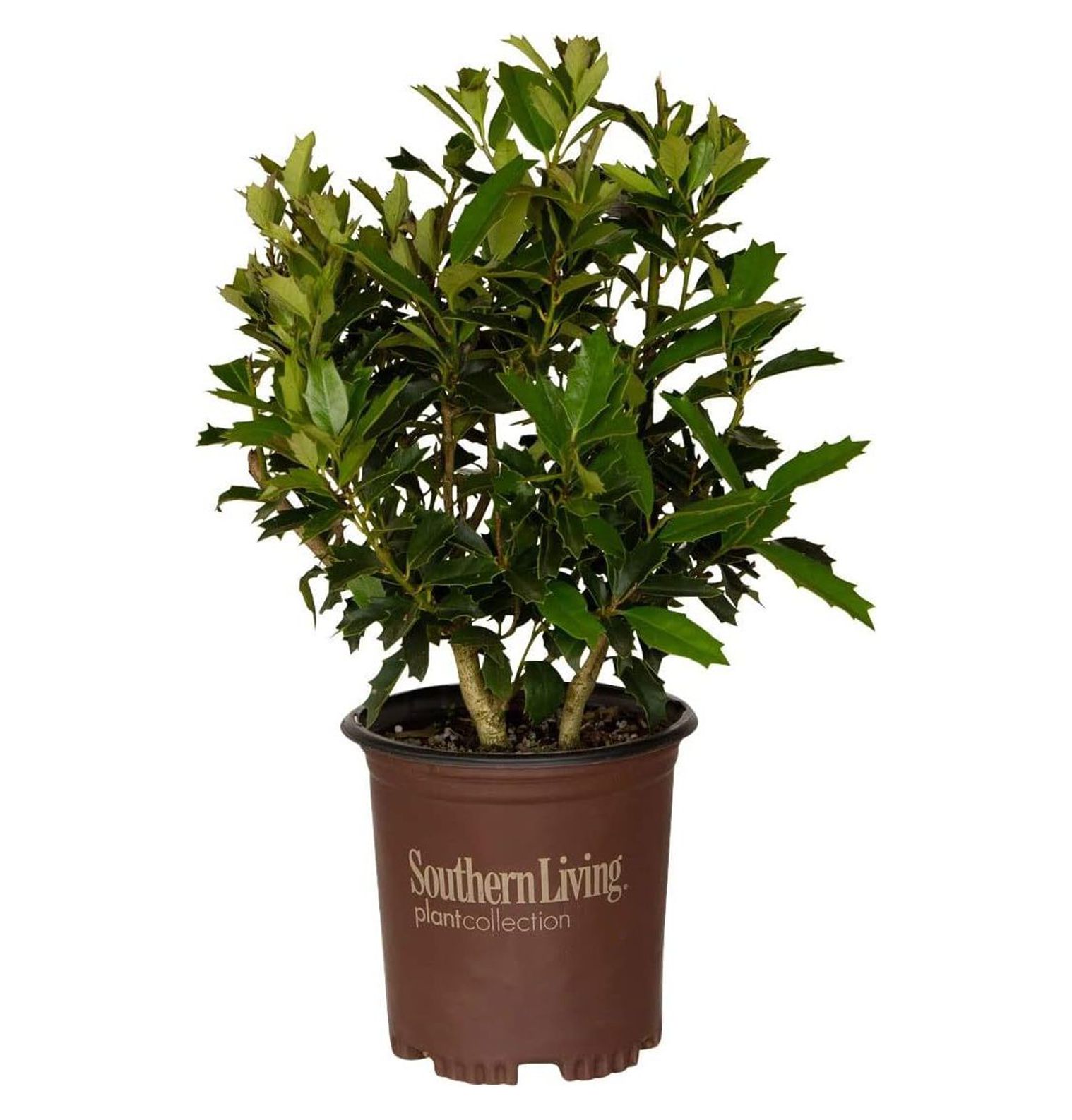 Holly (2.5 Quart) Dense Shrub with GlossyGreen Foliage Full Sun to Part Shade Live Outdoor