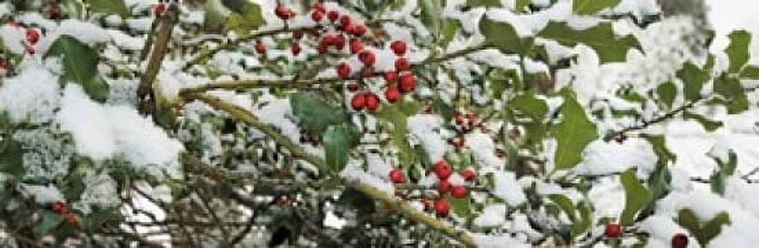 Holly Berries Covered in Snow Canvas Art - Panoramic Images (37 x 12)