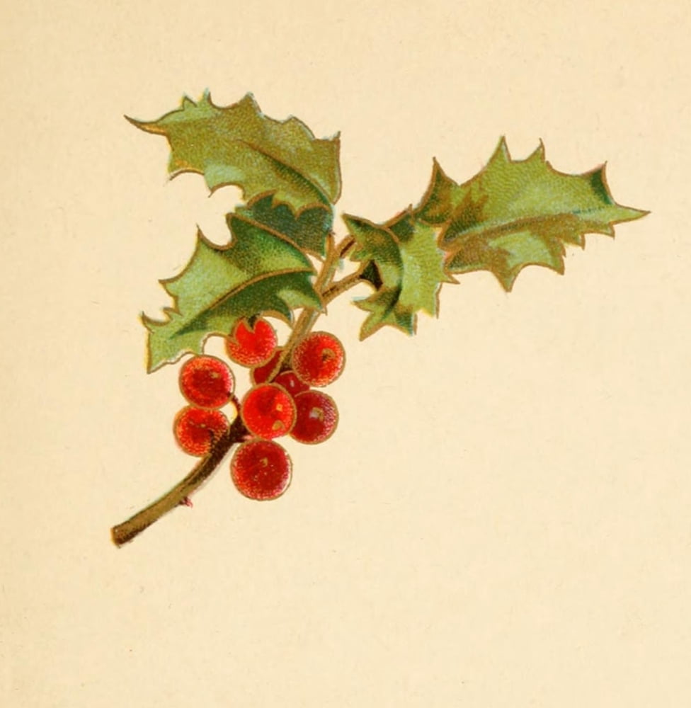 Holly Berries from Dickens 1898 Holly 1 Canvas Art - Unknown (18 x 24)