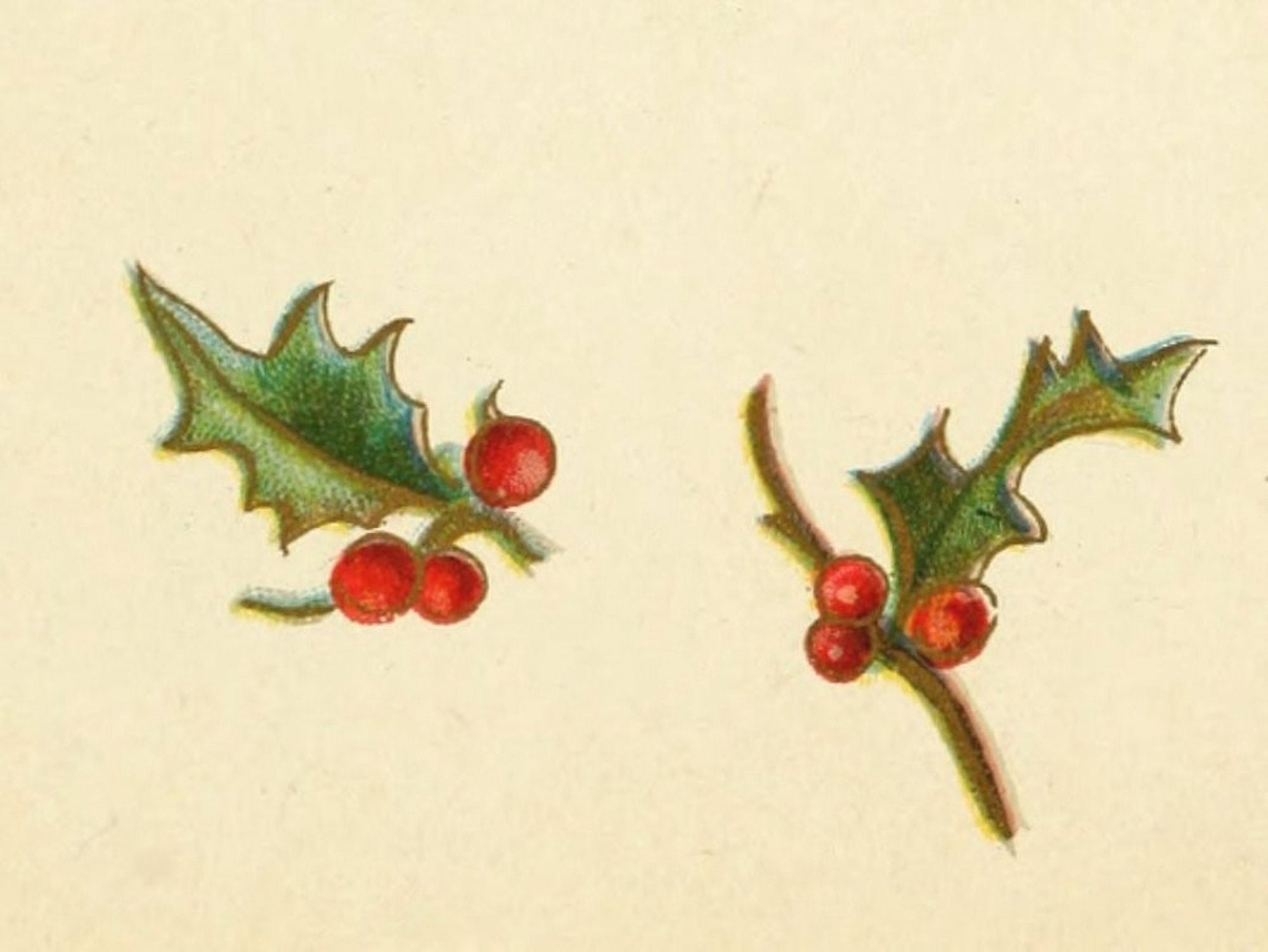 Holly Berries from Dickens 1898 Holly 2 Canvas Art - Unknown (24 x 36)