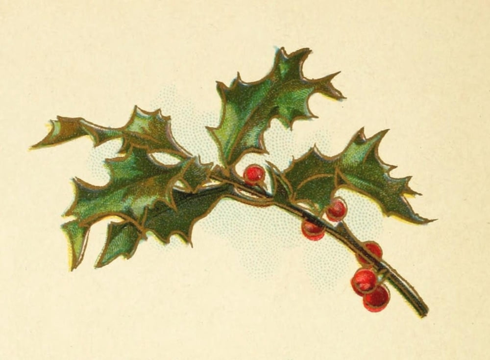 Holly Berries from Dickens 1898 Holly 3 Canvas Art - Unknown (18 x 24)