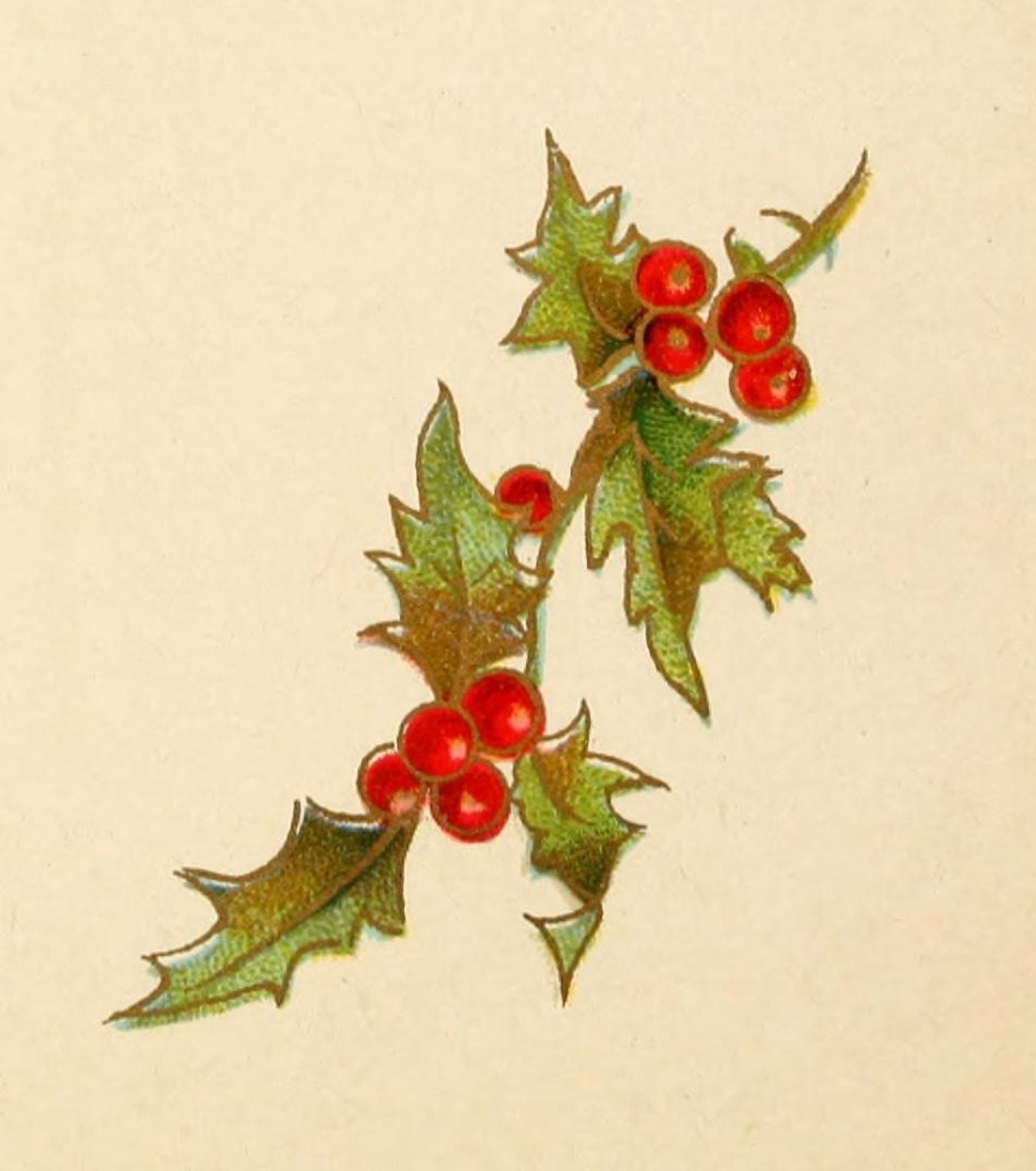 Holly Berries from Dickens 1898 Holly 4 Canvas Art - Unknown (18 x 24)