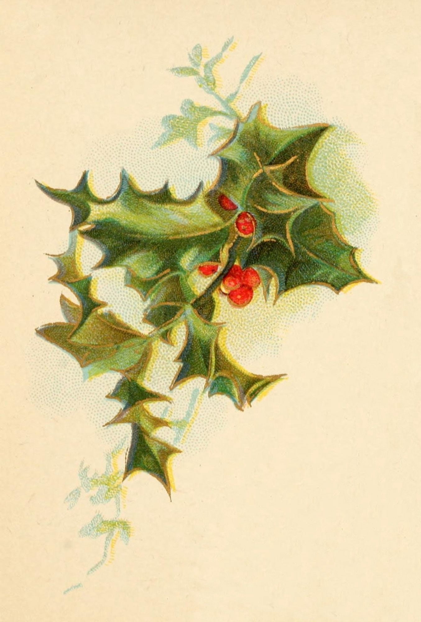 Holly Berries from Dickens 1898 Holly 5 Canvas Art - Unknown (24 x 36)
