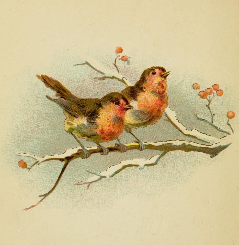 Holly Berries from Dickens 1898 Robins on branch Canvas Art - Unknown (18 x 24)