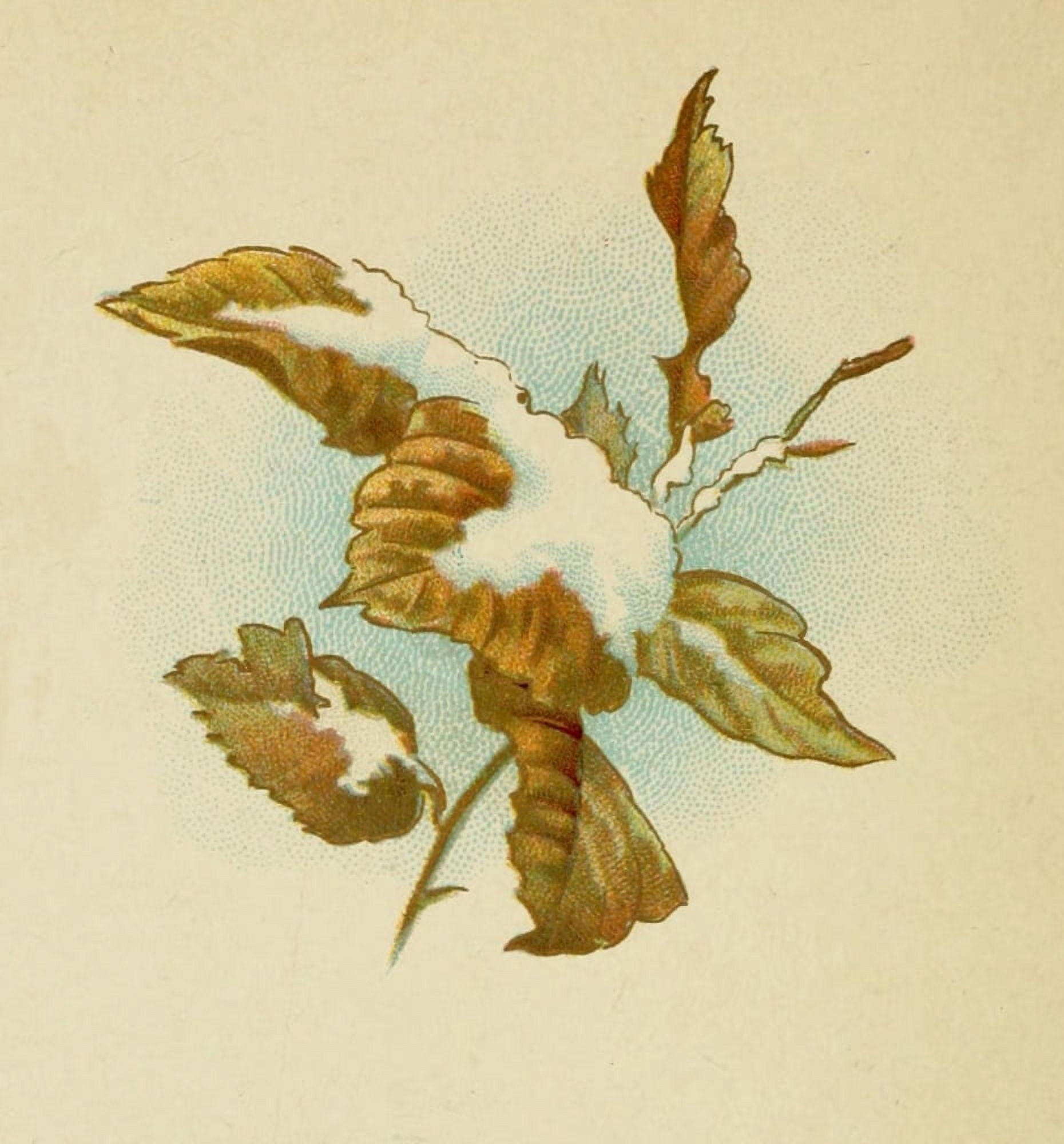Holly Berries from Dickens 1898 Snow on leaves Canvas Art - Unknown (24 x 36)