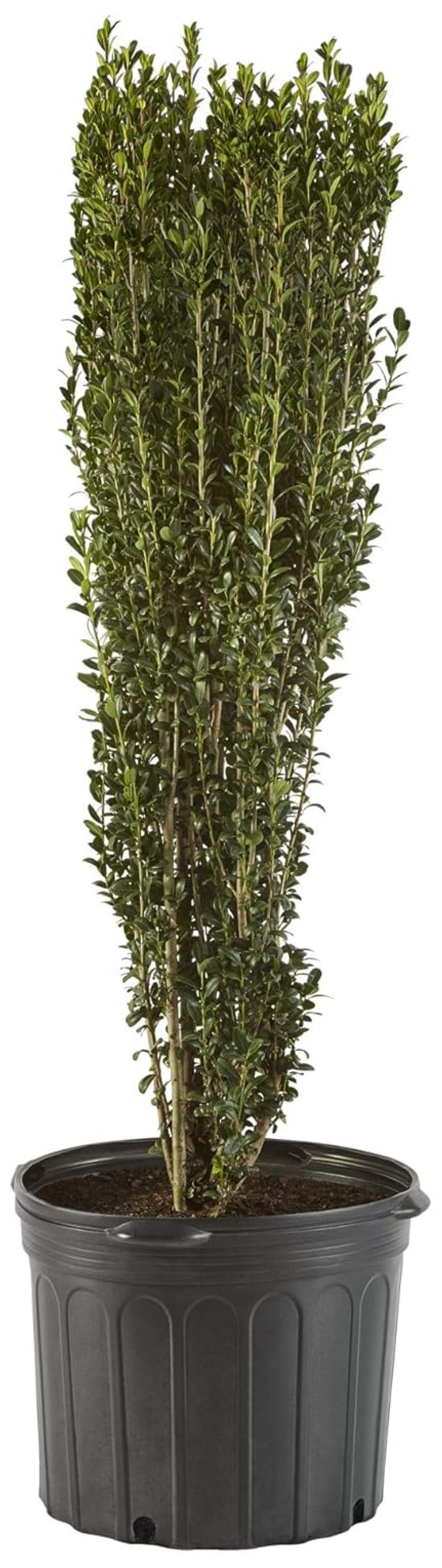 Sky Pencil Holly Evergreen Shrub in Black Container