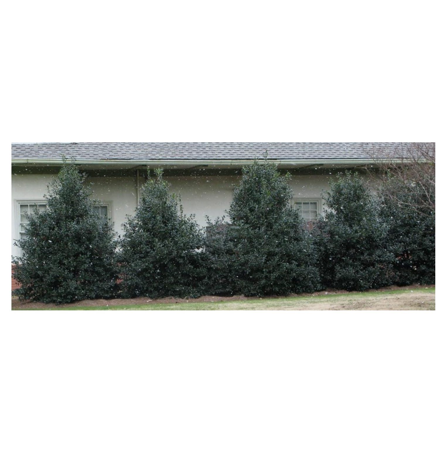 Holly Tree Live Plant Shipped 2 Feet Tall in Gallon Pot (No