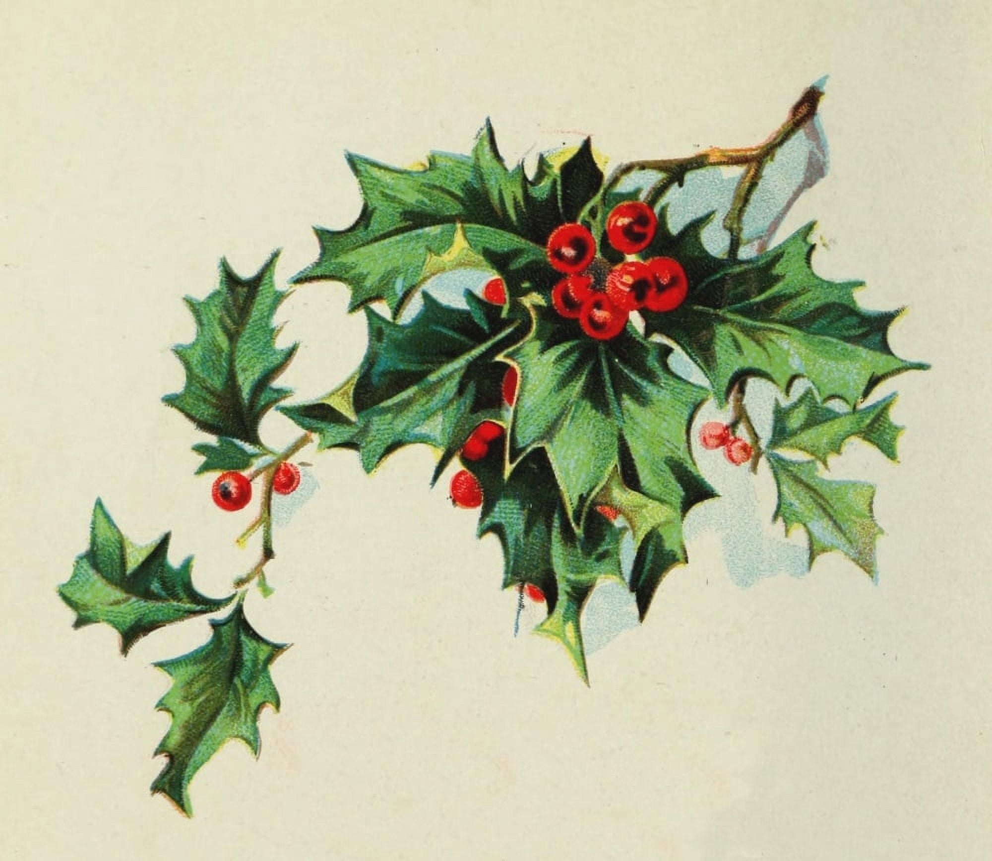 Holly from Tennyson 1900 Holly bough Canvas Art - Unknown (18 x 24)