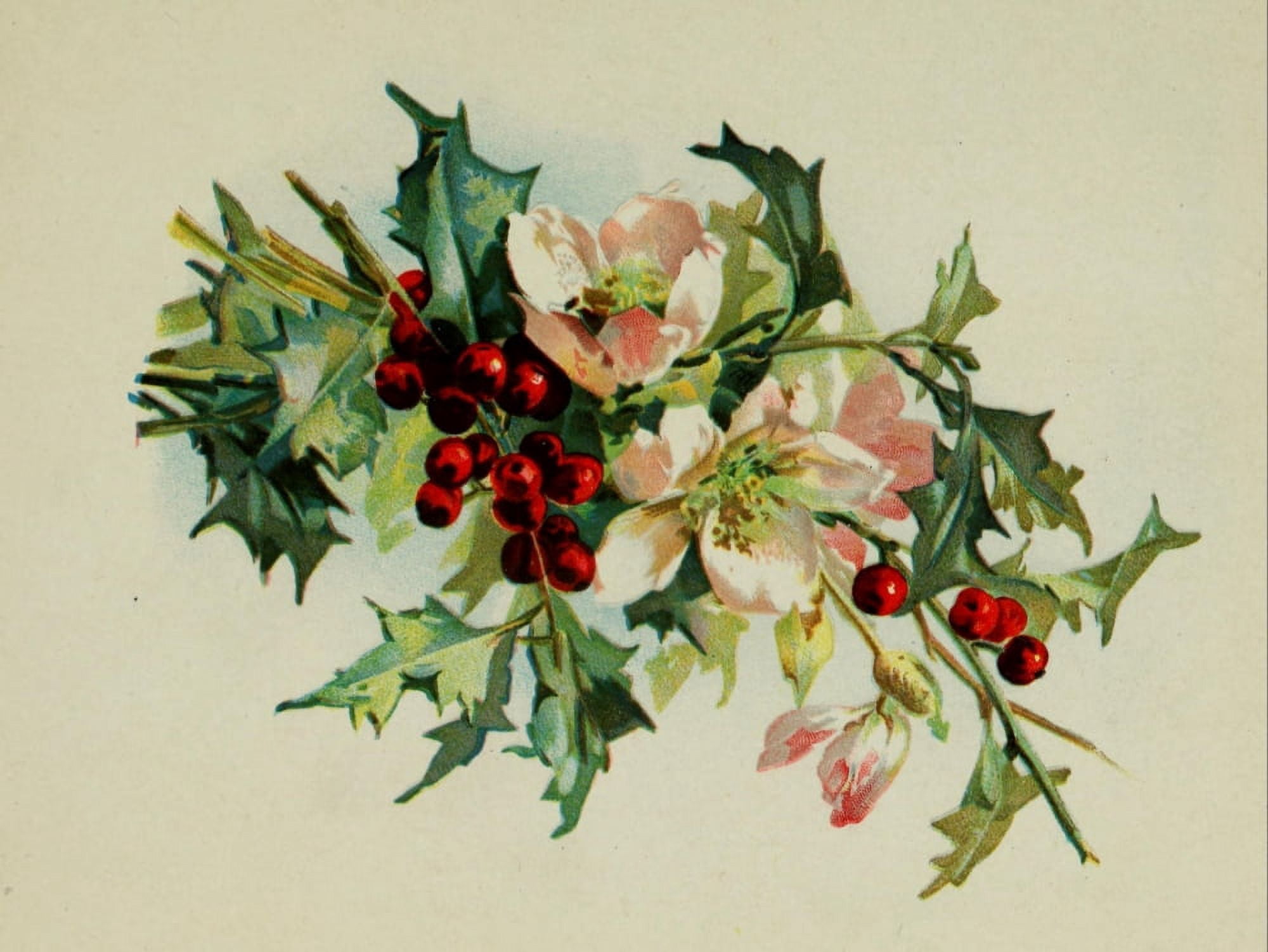 Holly from Tennyson 1900 Holly bunch Canvas Art - Unknown (18 x 24)