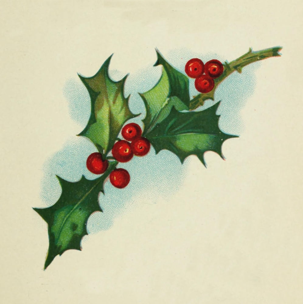 Holly from Tennyson 1900 Holly sprig Canvas Art - Unknown (24 x 36)