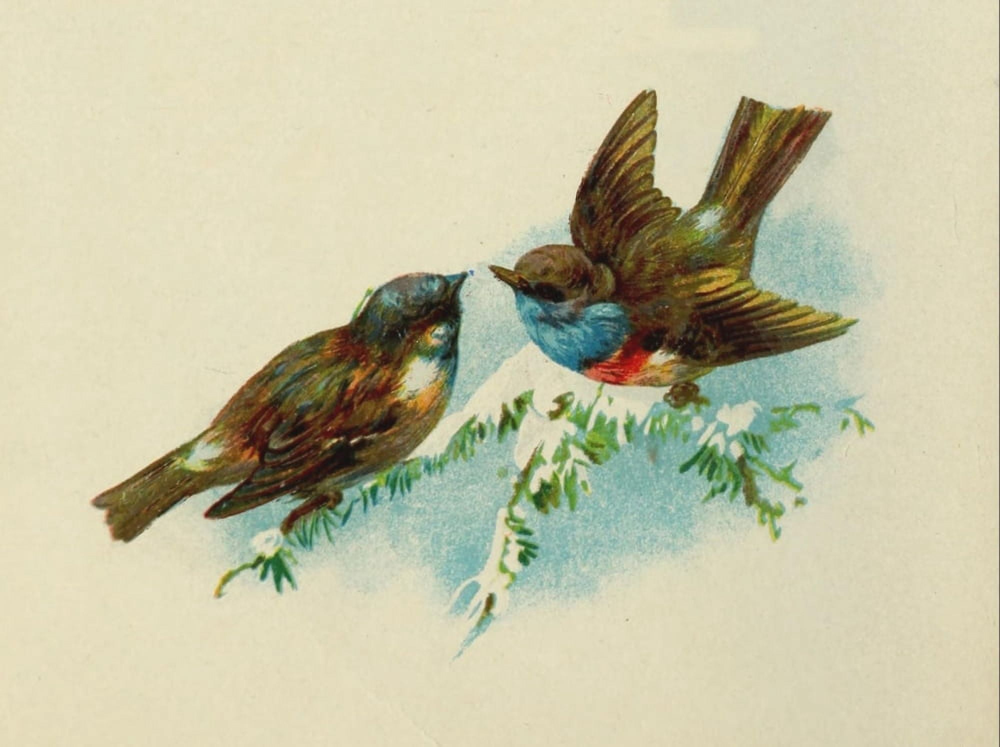 Holly from Tennyson 1900 Robins Canvas Art - Unknown (18 x 24)