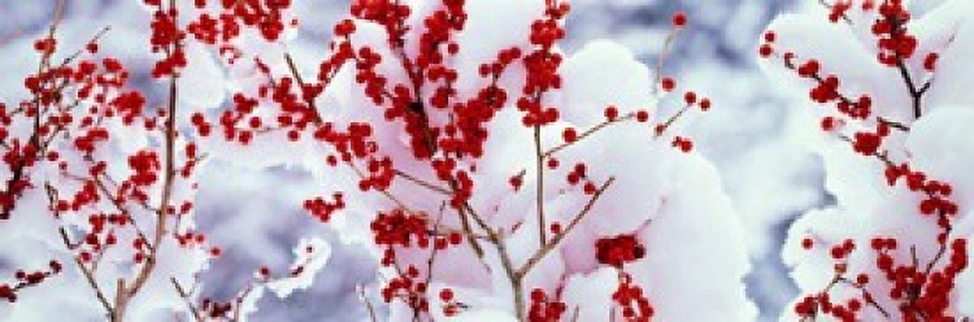 Holly trees Kyoto Keihoku-cho Japan Canvas Art - Panoramic Images (18 x 6)