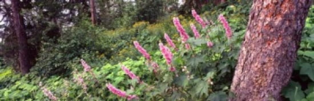 Hollyhock (Alcea rosea) flowers in a national park Grand Teton National Park Wyoming USA Canvas Art - Panoramic Images (18 x 6)