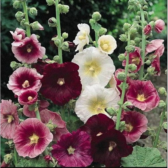 Hollyhock Indian Spring Mix Non-GMO, Heirloom Seeds Giant Mallow Double Hollyhock Flowers Seed Perennial Outdoor Home Garden Flower (50)