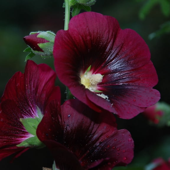 Hollyhock Nigra Seed 1 Gram ~105 Seeds - Alcea rosea ’Nigra’, Dark Maroon Flowers, Non-GMO, Perennial, 365 Days to Maturity, Pollinator-Friendly