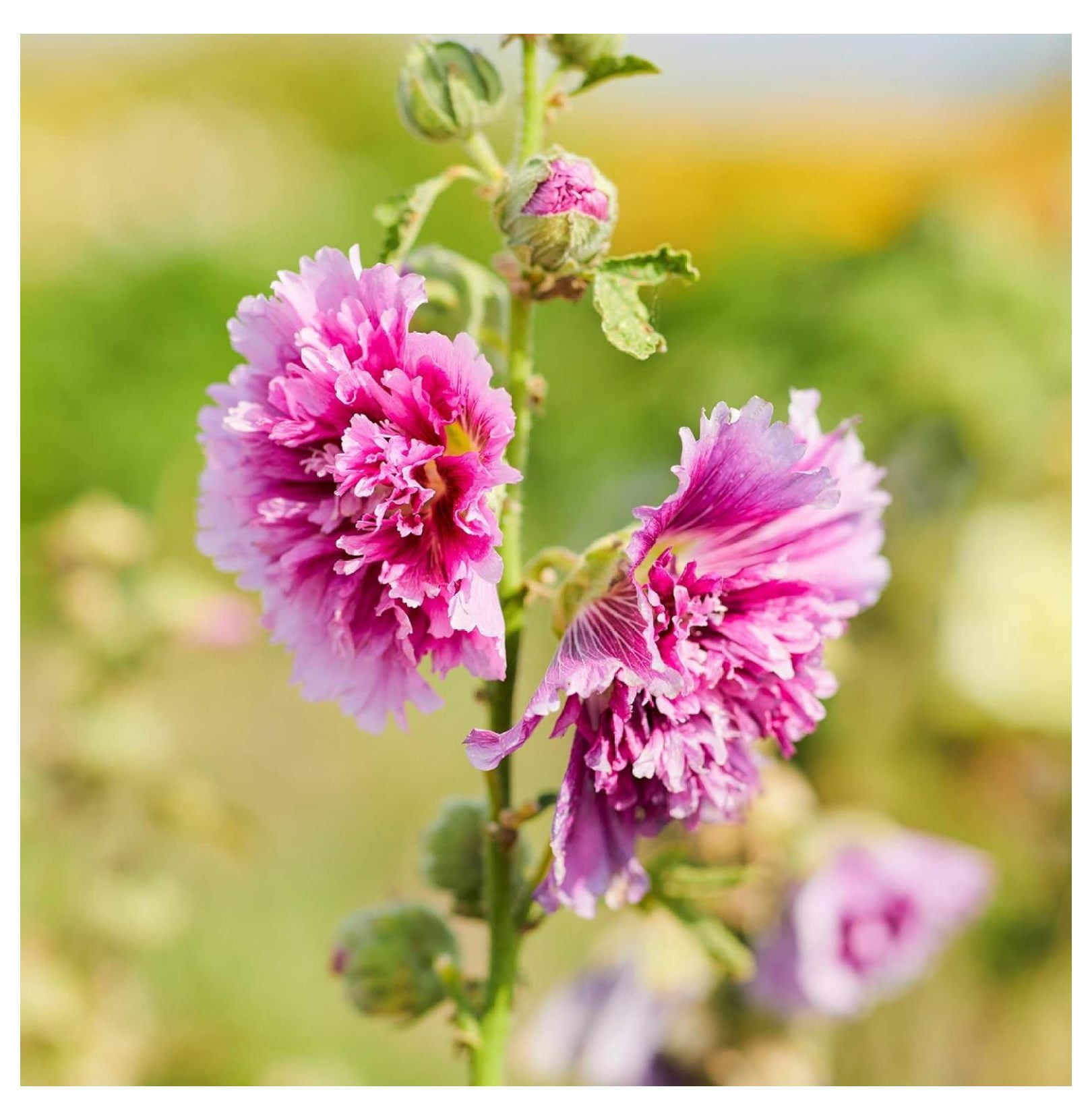 Hollyhock Seeds (Dwarf) Queeny Purple, NonGMO Seeds for Planting, 1