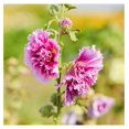 Hollyhock Seeds (Dwarf) Queeny Purple, NonGMO Seeds for Planting, 1