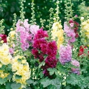 Hollyhock Summer Carnival Non-GMO, Heirloom Seeds Giant Mallow Double Hollyhock Flowers Seed Perennial Outdoor Home Garden Flower 50