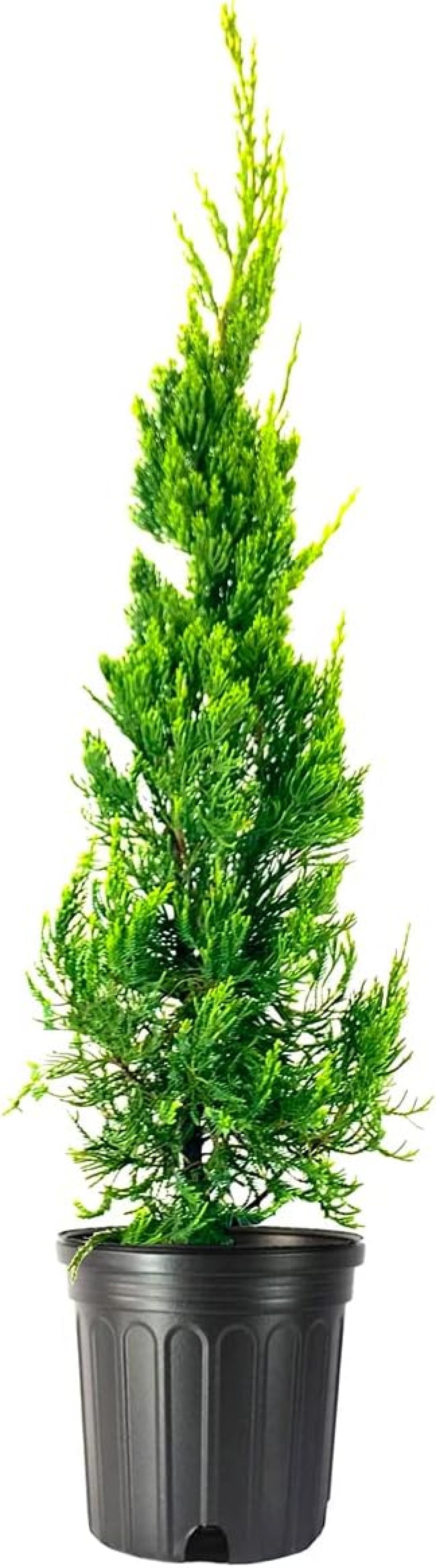 Hollywood Juniper Juniperus Chinensis Torulosa 1 Live Gallon Size Hollywood Juniper Juniperus Chinensis Torulosa 1 Live Gallon Size
