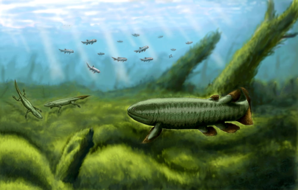Holoptychius Tulerpeton and Moythomasia prehistoric fish of the Devonian period Canvas Art - Yuriy PriymakStocktrek Images (18 x 12)