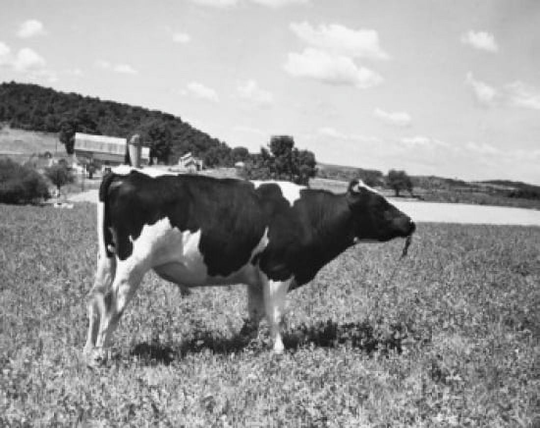 Holstein Bull Canvas Art - (24 x 36)