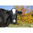 thumbnail image 1 of Holstein Dairy Cow in Autumn Pasture - Salem New York United States of America Poster Print - 19 x 12 in., 1 of 1