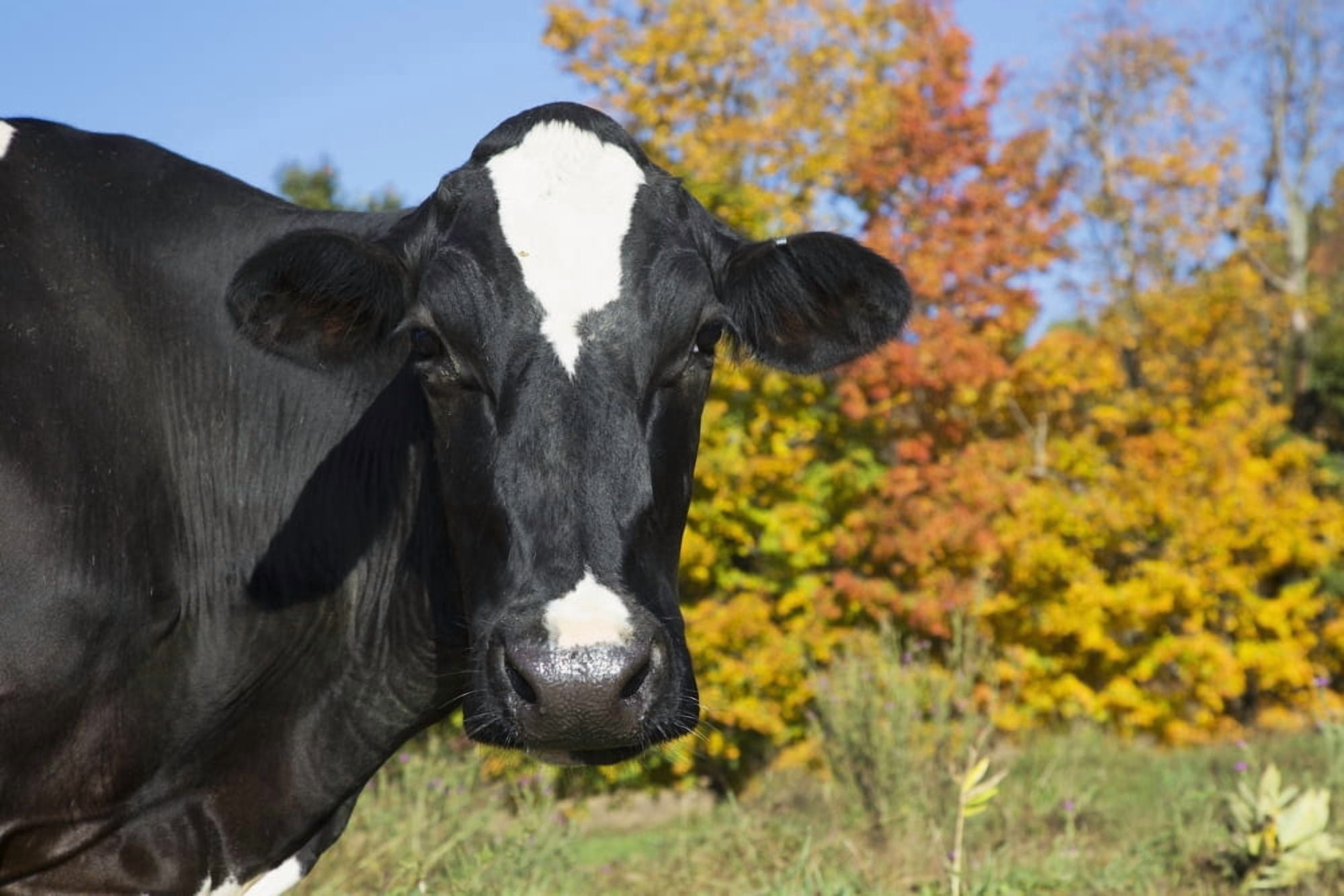 Holstein dairy cow in autumn pasture Salem New York United States of America Canvas Art - Lynn Stone Design Pics (19 x 12)