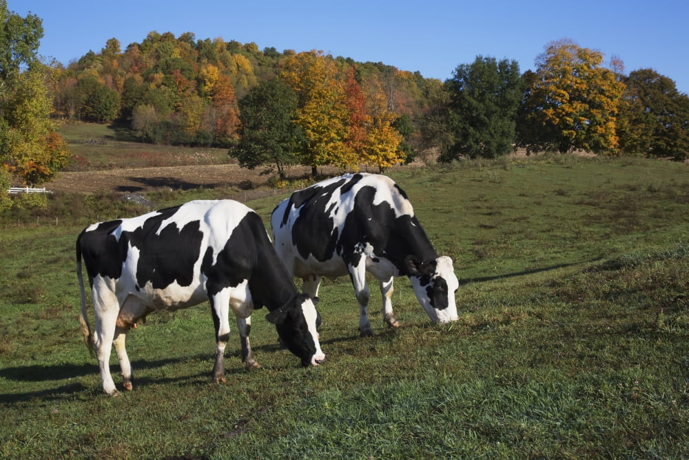 Holstein dairy cows in autumn pasture Salem New York United States of America Canvas Art - Lynn Stone Design Pics (19 x 12)