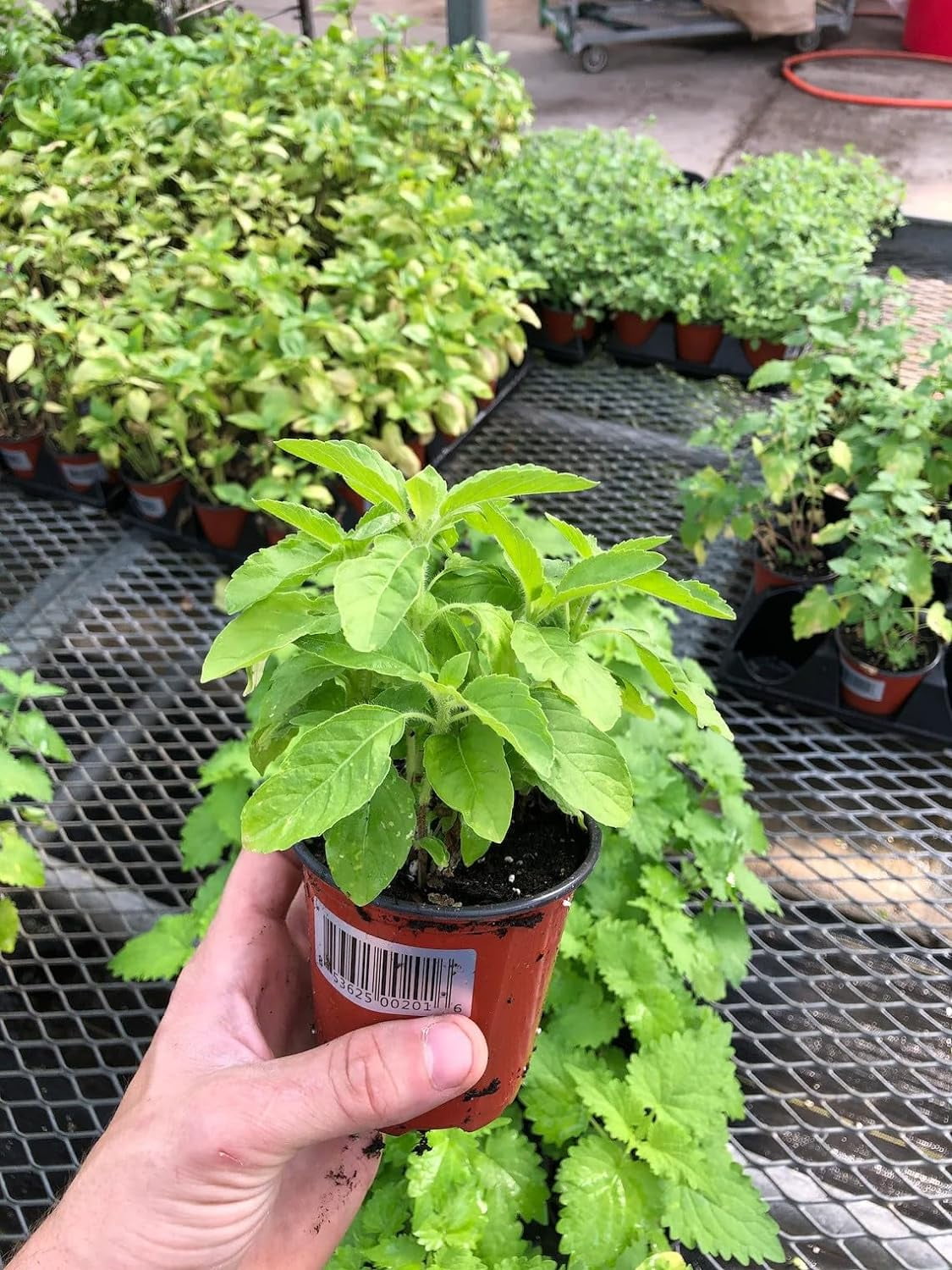 AugustBreezeFarm Basil Ramma Tulsi, Live Herb in 4 Inch Pot, Aromatic ...