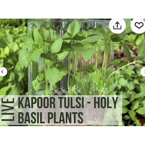 Holy Basil Tulsi Basil Plant Herbs Certified Organic 3.5 inch pots