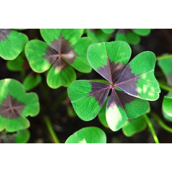 Holy Cross Shamrock Bulbs for Planting (10 Bulbs) - Fast Growing Year Round Color Indoors or Outdoors - Oxalis Bulbs