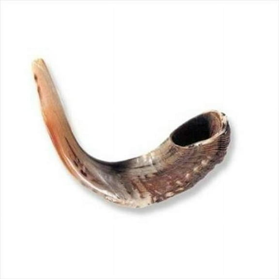 Holy Land Gifts 4875 Shofar Rams Horn C 12 In. 13 In.